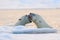 Polar bear fight in the water. Two Polar bears playing on drifting ice with snow. White animals in the nature habitat, Svalbard,