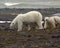 Polar bear on the Franz-Josef Land.