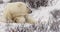 Polar bear in frozen tundra