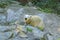 Polar bear. Geographic Range: throughout the ice-covered waters of the circumpolar Arctic, and their range is limited by