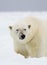 A Polar bear gets dangerously close to the boat