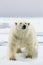 A Polar bear gets dangerously close to the boat