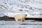 Polar bear and glacous gulls in Svalbard