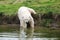 Polar bear going into the water