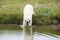 Polar bear going into the water