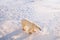 A polar bear in golden morning light.