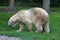 Polar bear in the grass in the zoo, Leeuwarden, The Netherlands