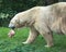 Polar bear in the grass in the zoo, Leeuwarden, The Netherlands