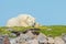 Polar Bear on a grassy knoll 6