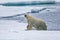 Polar bear growls as he crawls out of water in Arctic near Spitsbergen