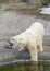 Polar bear growls in zoo