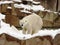 Polar bear after heavy snow fall at Milwaukee Zoo