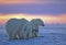 Polar bear with her cubs at sunset