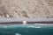 Polar bear hunting pod of beluga