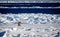 Polar bear hunting seals from floating ice in Atlantic Ocean