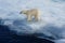 Polar bear on an ice floe. Arctic predator