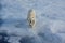 Polar bear on an ice floe. Arctic predator