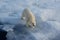 Polar bear on an ice floe. Arctic predator