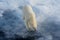 Polar bear on an ice floe. Arctic predator