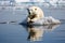 Polar bear on ice floe. Melting arctic ice caused by climate change and global warming