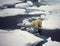 Polar Bear on Ice, Svalbard