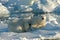 Polar Bear, IJsbeer, Ursus maritimus