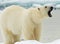 Polar Bear, IJsbeer, Ursus maritimus