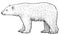 Polar bear illustration, drawing, engraving, ink, line art, vector
