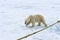 Polar Bear inspecting the pole of an expedition ship, Svalbard Archipelago, Norway