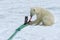 Polar Bear inspecting the pole of an expedition ship, Svalbard Archipelago, Norway