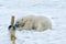 Polar Bear inspecting a pole, Svalbard Archipelago, Norway
