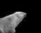 Polar bear isolated on black monochrome portrait