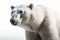 Polar bear isolated on a white background. 3d illustration Ai Generative