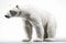 Polar bear isolated on a white background. 3d illustration Ai Generative