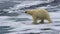 Polar bear Jump between ice flows, Arctic Ocean, Svalbard