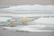 Polar bear jumping on ice