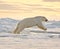 Polar Bear Leaping in the Snow