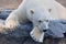 Polar bear on a ledge