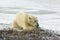 Polar Bear licking his paw In Arctic