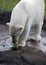 Polar Bear Licking Paw