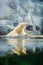 The polar bear lies has a rest among rocks in zoo. A photo in a haze, an indistinct picture because of aquarium glass. Predator