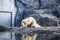 The polar bear lies has a rest among rocks in zoo. A photo in a haze, an indistinct picture because of aquarium glass. Predator