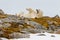 A polar bear lies on its back on a snowy stony hill overgrown with mosses and yawns