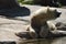 Polar bear looking around laying on the rock