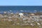 Polar Bear looking around while walking along an arctic coastline