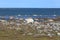 Polar Bear looking around while walking along an arctic coastline