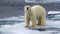 Polar Bear Looking at the Camera in sea ice, Svalbard