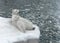 Polar bear lying on the beach (focus on face)