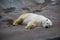 Polar bear lying resting on the concrete floor of the enclosure at the zoo. Marine animals, mammals