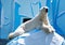 Polar bear lying on a rock in a zoo